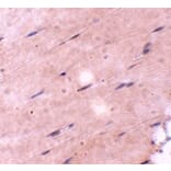 Immunohistochemistry - FNIP2 Antibody from Signalway Antibody (24843) - Antibodies.com