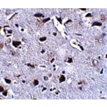 Immunohistochemistry - RCAN2 Antibody from Signalway Antibody (24846) - Antibodies.com