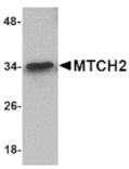 Western blot - MTCH2 Antibody from Signalway Antibody (24850) - Antibodies.com