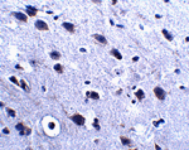 Immunohistochemistry - LRFN2 Antibody from Signalway Antibody (24852) - Antibodies.com