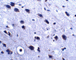 Immunohistochemistry - LRFN2 Antibody from Signalway Antibody (24852) - Antibodies.com