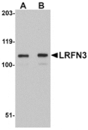 Western blot - LRFN3 Antibody from Signalway Antibody (24853) - Antibodies.com