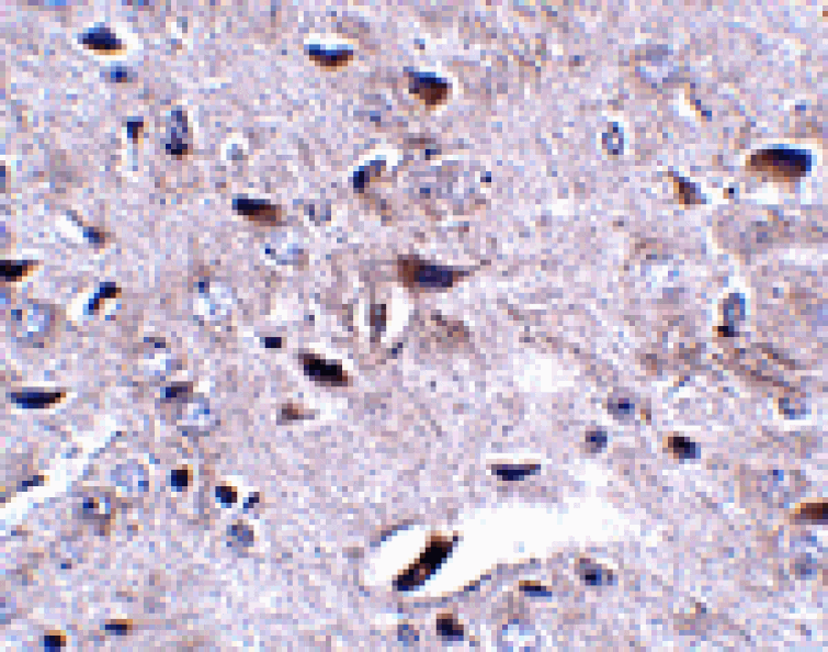 Immunohistochemistry - LRFN3 Antibody from Signalway Antibody (24853) - Antibodies.com