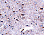 Immunohistochemistry - LRFN3 Antibody from Signalway Antibody (24853) - Antibodies.com