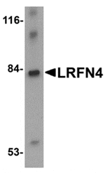 Western blot analysis of LRFN4 in rat brain lysate with LRFN4 antibody at 1 µg/mL.