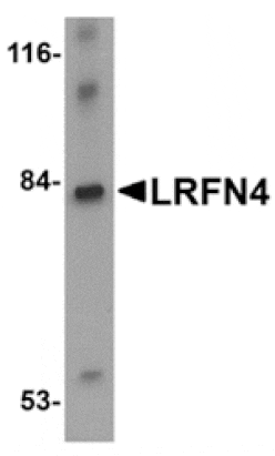 Western blot - LRFN4 Antibody from Signalway Antibody (24857) - Antibodies.com