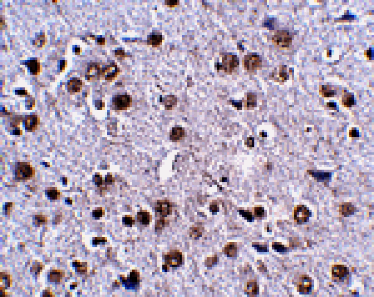 Immunohistochemistry - LRFN4 Antibody from Signalway Antibody (24857) - Antibodies.com