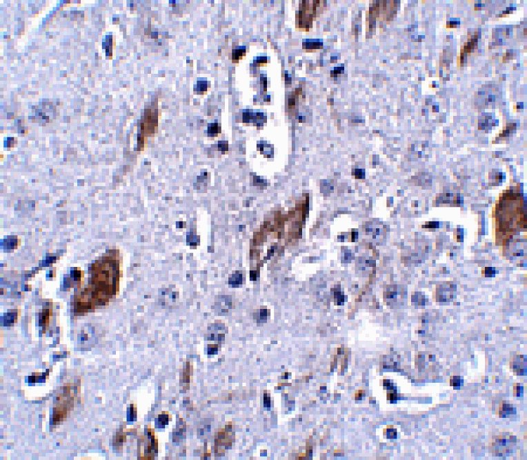 Immunohistochemistry - ATOH8 Antibody from Signalway Antibody (24867) - Antibodies.com
