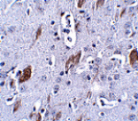 Immunohistochemistry - ATOH8 Antibody from Signalway Antibody (24867) - Antibodies.com