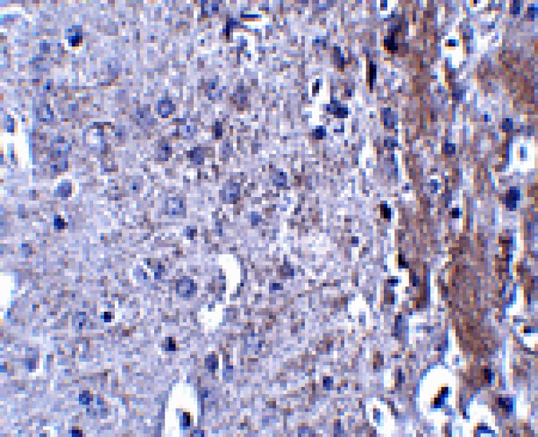 Immunohistochemistry - MATN4 Antibody from Signalway Antibody (24870) - Antibodies.com