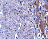Immunohistochemistry - MATN4 Antibody from Signalway Antibody (24870) - Antibodies.com