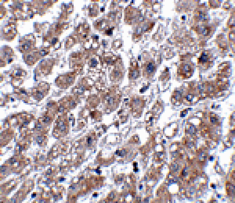 Immunohistochemistry - MATN1 Antibody from Signalway Antibody (24875) - Antibodies.com