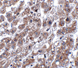 Immunohistochemistry - MATN1 Antibody from Signalway Antibody (24875) - Antibodies.com