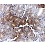 Immunohistochemistry - AP2M1 Antibody from Signalway Antibody (24892) - Antibodies.com
