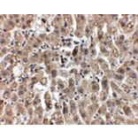 Immunohistochemistry - LDL-R Antibody from Signalway Antibody (24893) - Antibodies.com