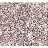 Immunohistochemistry - RSPO1 Antibody from Signalway Antibody (24897) - Antibodies.com