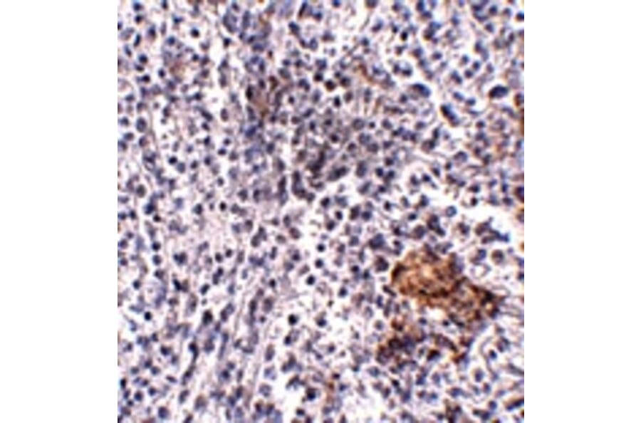 Immunohistochemistry - SHOC2 Antibody from Signalway Antibody (24910) - Antibodies.com
