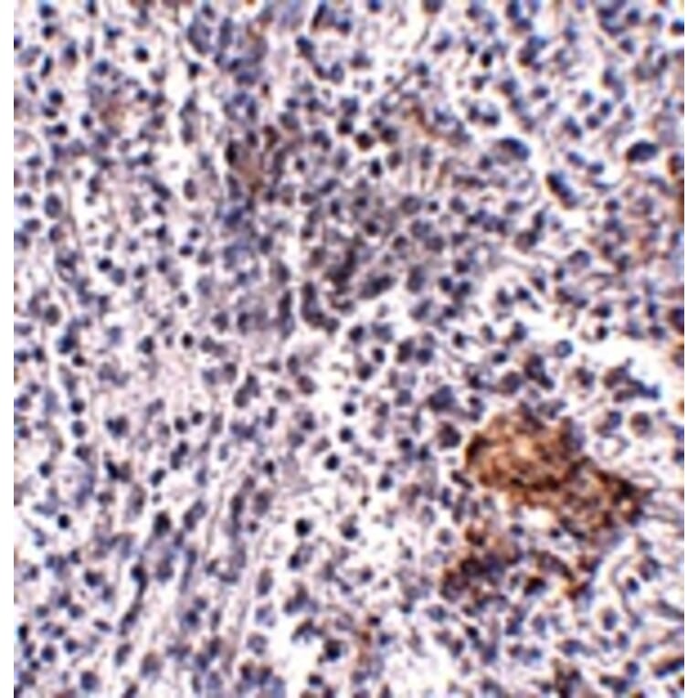 Immunohistochemistry - SHOC2 Antibody from Signalway Antibody (24910) - Antibodies.com