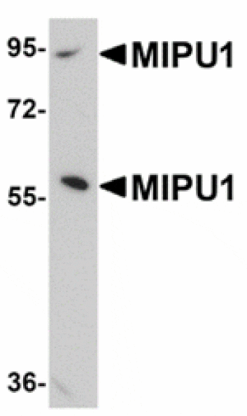 Western blot - MIPU1 Antibody from Signalway Antibody (24912) - Antibodies.com