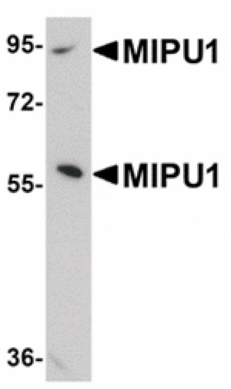Western blot - MIPU1 Antibody from Signalway Antibody (24912) - Antibodies.com