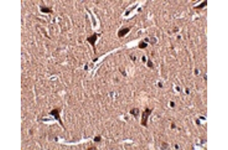 Immunohistochemistry - MIPU1 Antibody from Signalway Antibody (24912) - Antibodies.com