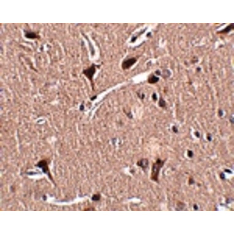 Immunohistochemistry - MIPU1 Antibody from Signalway Antibody (24912) - Antibodies.com