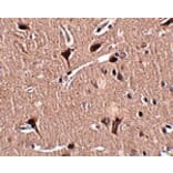 Immunohistochemistry - MIPU1 Antibody from Signalway Antibody (24912) - Antibodies.com