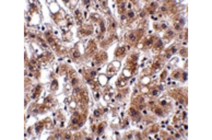 Immunohistochemistry - THEM4 Antibody from Signalway Antibody (24916) - Antibodies.com