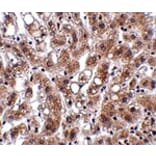 Immunohistochemistry - THEM4 Antibody from Signalway Antibody (24916) - Antibodies.com