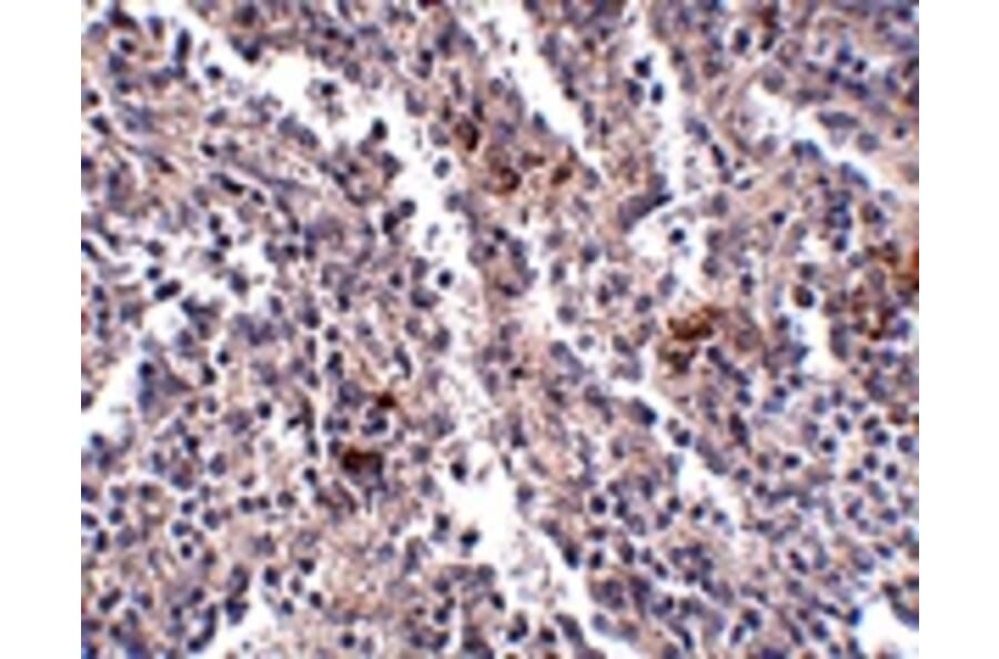 Immunohistochemistry - SYPL2 Antibody from Signalway Antibody (24928) - Antibodies.com