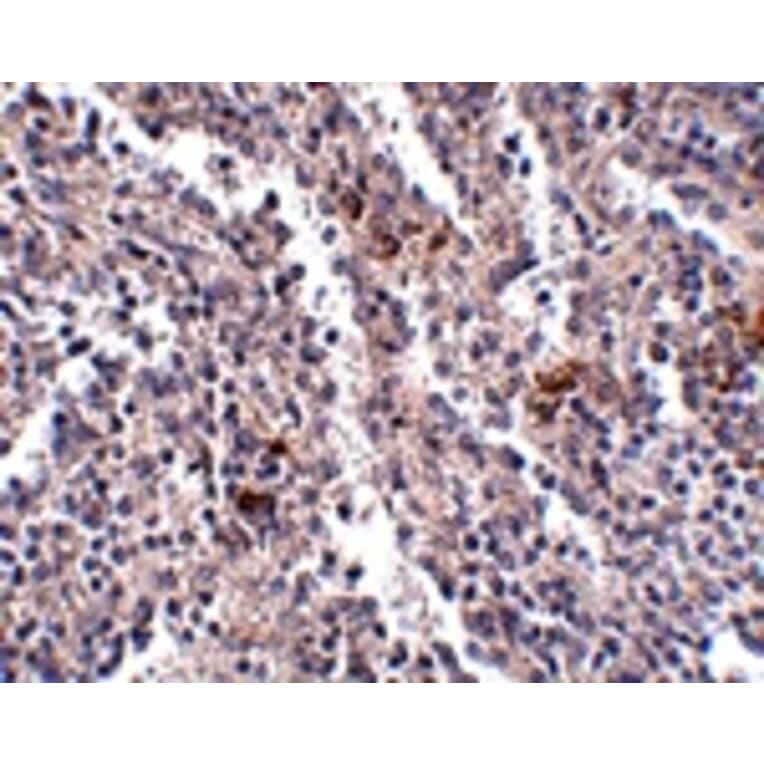 Immunohistochemistry - SYPL2 Antibody from Signalway Antibody (24928) - Antibodies.com