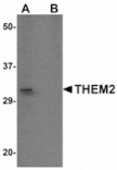 Western blot - THEM2 Antibody from Signalway Antibody (24929) - Antibodies.com