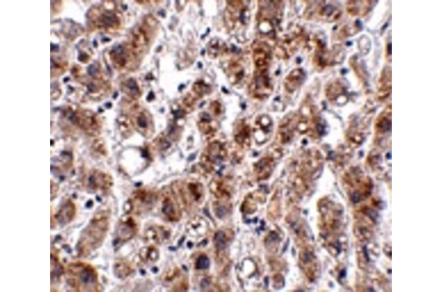 Immunohistochemistry - THEM2 Antibody from Signalway Antibody (24929) - Antibodies.com