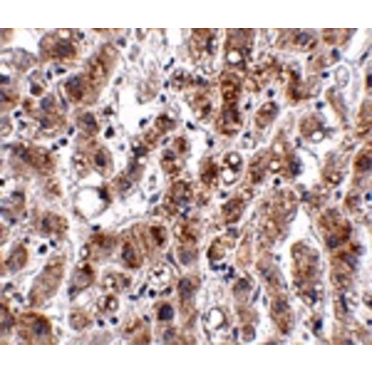 Immunohistochemistry - THEM2 Antibody from Signalway Antibody (24929) - Antibodies.com
