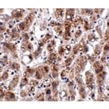 Immunohistochemistry - THEM2 Antibody from Signalway Antibody (24929) - Antibodies.com