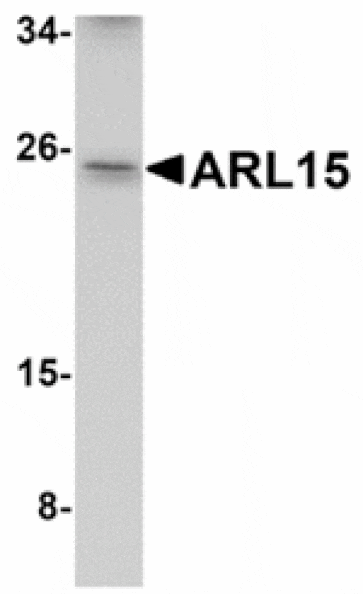 Western blot - ARL15 Antibody from Signalway Antibody (24932) - Antibodies.com