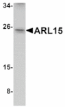 Western blot - ARL15 Antibody from Signalway Antibody (24932) - Antibodies.com