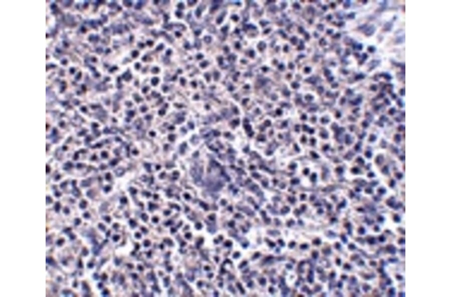 Immunohistochemistry - ARL15 Antibody from Signalway Antibody (24932) - Antibodies.com