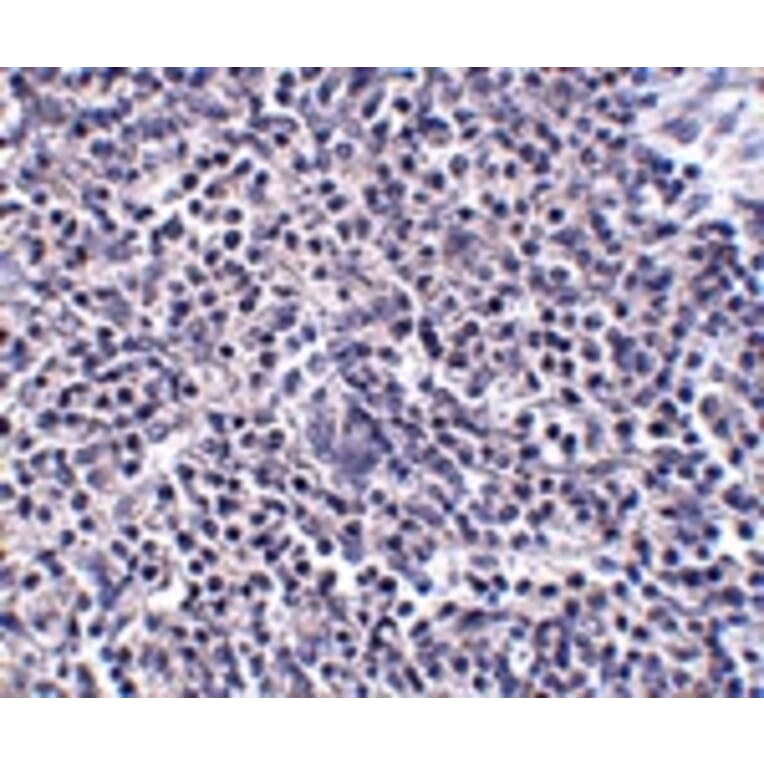 Immunohistochemistry - ARL15 Antibody from Signalway Antibody (24932) - Antibodies.com
