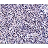 Immunohistochemistry - ARL15 Antibody from Signalway Antibody (24932) - Antibodies.com