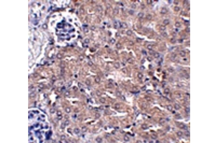 Immunohistochemistry - CIP75 Antibody from Signalway Antibody (24934) - Antibodies.com