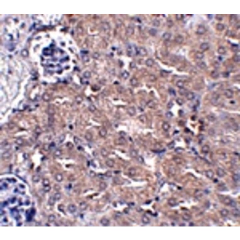 Immunohistochemistry - CIP75 Antibody from Signalway Antibody (24934) - Antibodies.com