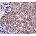 Immunohistochemistry - CIP75 Antibody from Signalway Antibody (24934) - Antibodies.com