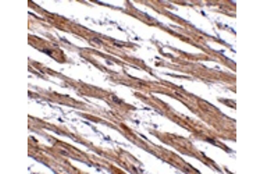 Immunohistochemistry - MAK10 Antibody from Signalway Antibody (24936) - Antibodies.com