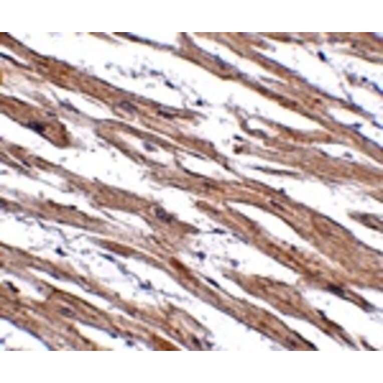 Immunohistochemistry - MAK10 Antibody from Signalway Antibody (24936) - Antibodies.com