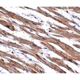 Immunohistochemistry - MAK10 Antibody from Signalway Antibody (24936) - Antibodies.com