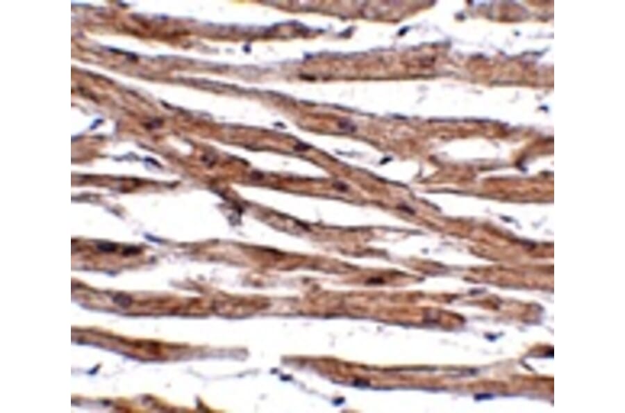 Immunohistochemistry - MAK10 Antibody from Signalway Antibody (24937) - Antibodies.com