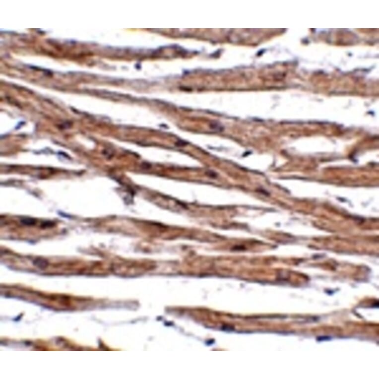 Immunohistochemistry - MAK10 Antibody from Signalway Antibody (24937) - Antibodies.com