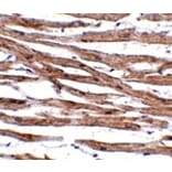 Immunohistochemistry - MAK10 Antibody from Signalway Antibody (24937) - Antibodies.com