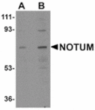 Western blot - NOTUM Antibody from Signalway Antibody (24943) - Antibodies.com